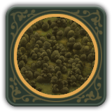 Feudums Terrains Forest